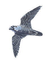 Perigrine Falcon Bird Hand Made in UK Pewter Lapel Pin Badge
