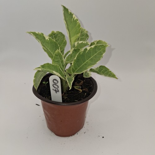 Brugmansia snowbank young - snowbank,