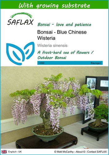 Saflax bonsai blue - bonsai,