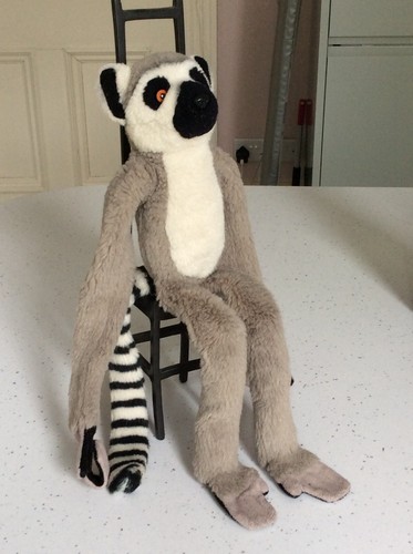 Ring tailed lemur - ring-tailed, zoo