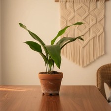 Aspidistra Plant – Elegant Indoor Greenery | Luxe Leaf Plants UK Flowers Online