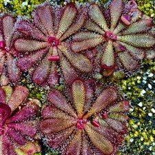 Carnivorous Drosera hamiltonii