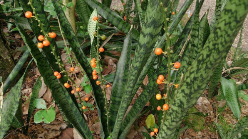 Sansevieria trifasciata - 3,