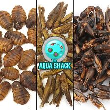 Arowana Food Dried Natural Bugs Floating Silkworm Hoppers Crickets Anti Eye Drop