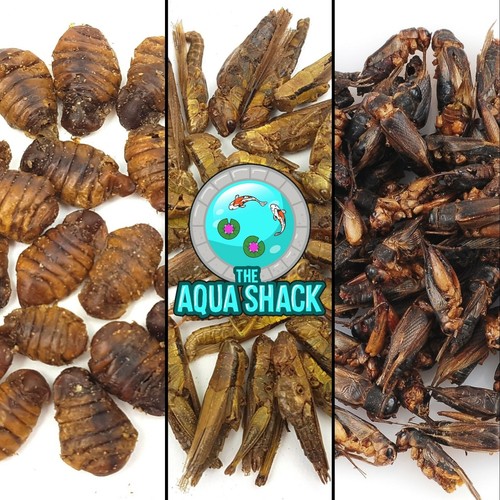 Natural bird food - bird, wildlife