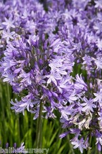 New Agapanthus Pretty Sandy ® light violet-blue flowers in 2L pot or bareroot.