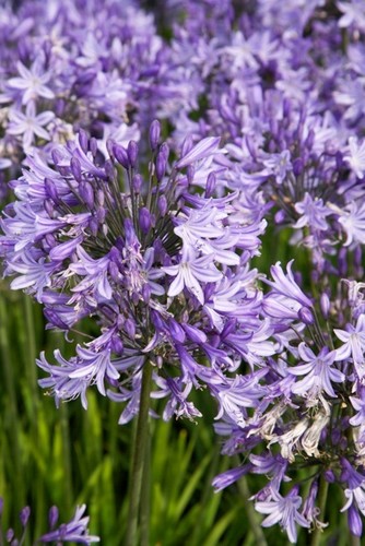 New agapanthus pretty - new,