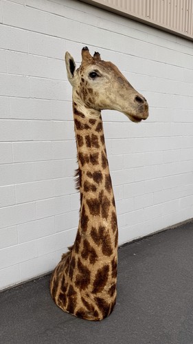 90s giraffe african taxidermy - 90s,