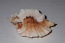 62 mm GREAT PATTERN Ceratostoma Foliatum Murex Seashell #AJ1 From Kitsap County