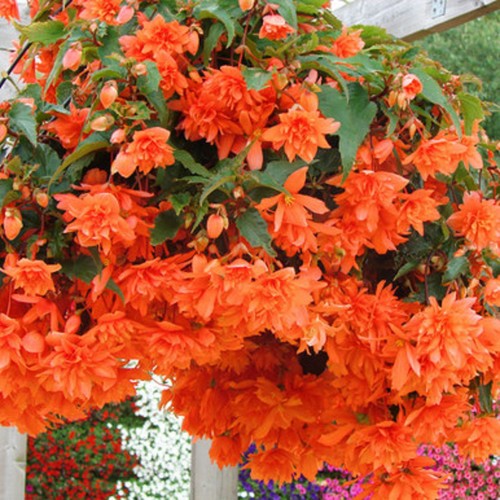 Trailing begonia ilumination - trailing,