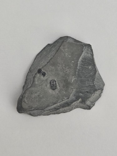 Trilobite fossil agnostid - fossil,