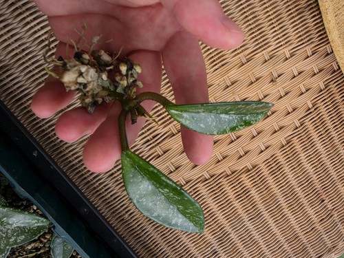 Hoya carnosa stardust - hoya, 'stardust'