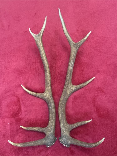 Pair red deer antlers 939g - pair,
