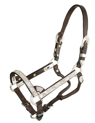 Miniature horse show - show,