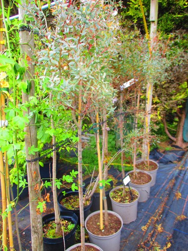 5ft inc pot dwarf - pot,