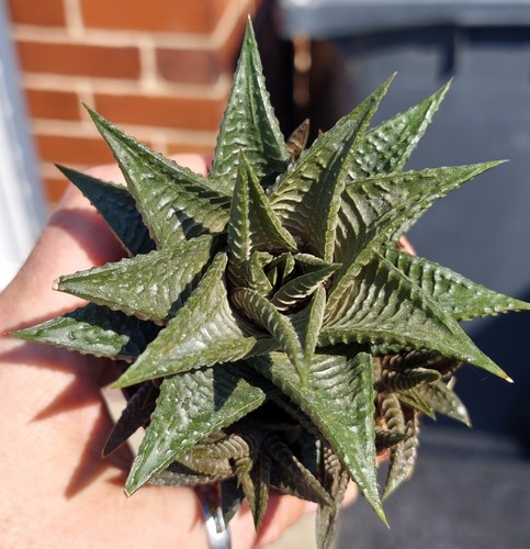 Haworthia limifolia - haworthia,