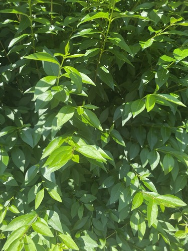Stick insect food - insect,