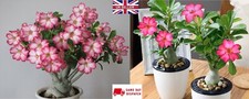 Desert Rose seeds (Adenium
