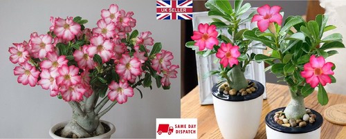 Desert rose seeds adenium - rose,