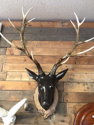 Stags bust stag head wall - stags,