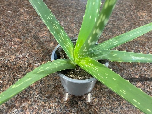 Live aloe vera plant - aloe, plant–