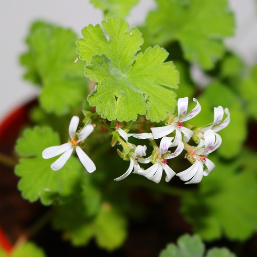 Scented pelargonium geranium - pelargonium,