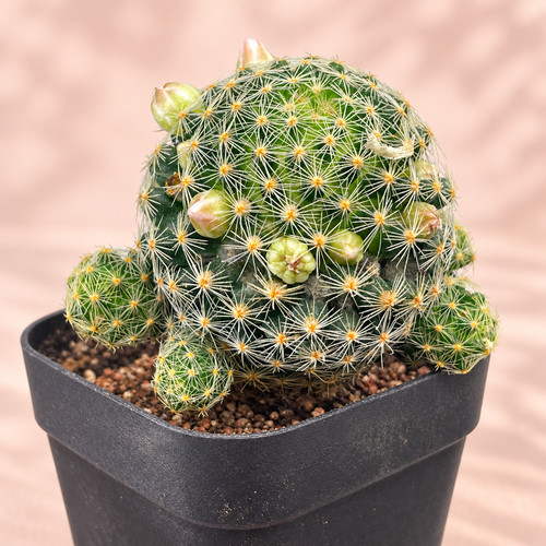 Mammillaria schiedeana - , |