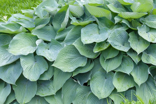 Hosta big daddy perennial - hosta,
