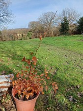 European Beech Tree 60cm