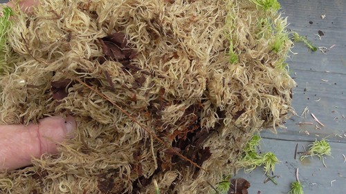 Fresh live sphagnum moss top - fresh,