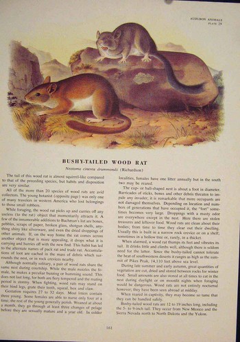 Original old antique print - old,