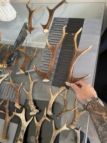 Assorted deer antler for - deer,