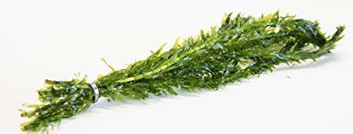 Elodea densa bunches of - densa, 5