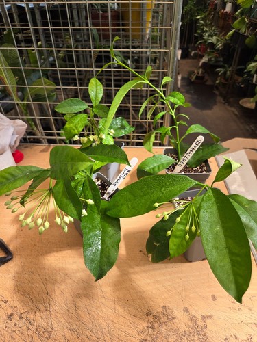Hoya shooting star large - star, ,