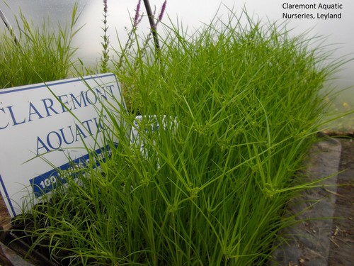 Cyperus vegetus umbrella - vegetus, (umbrella