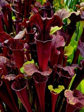 Sarracenia Flava Red x Alata