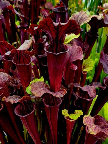 Sarracenia flava red alata - sarracenia,