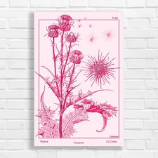Vintage Botanical Thistle Pink