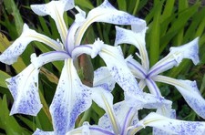 Plants Suitable for Water Features Aquatic Grass Reed Lily Small Pond Bog Garden