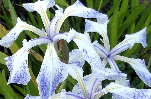 Plants suitable for - suitable, water