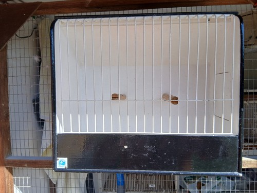 Budgerigar show cage - budgerigar,