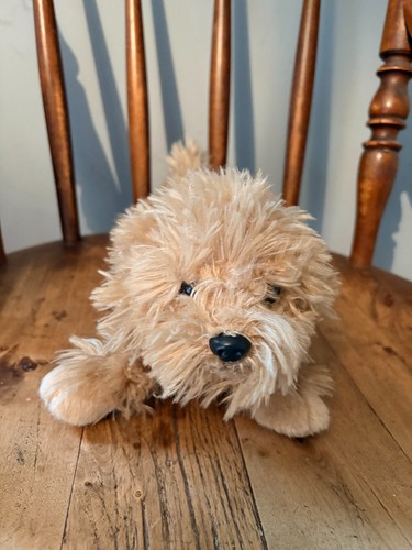 Suki labradoodle puppy dog - labradoodle,