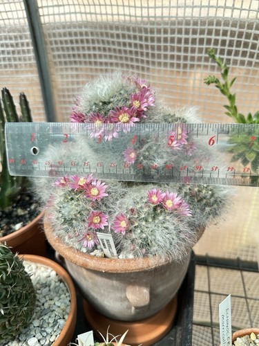 Mammillaria bocasana flowering - mammillaria,