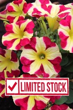 PETUNIA  x12 "Queen of Hearts"