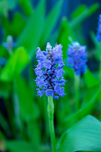 Pontederia cordata pickerel - pontederia, (pickerel