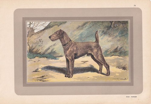 1931 irish terrier print - 1931,