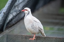 6+ Silver Chukar Partridge