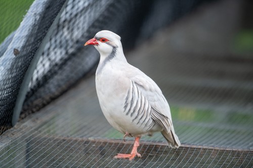 Silver chukar partridge - 6+,