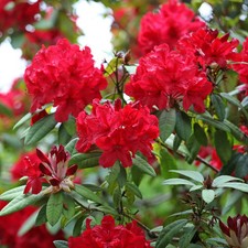 Rhododendron red jack 5ltr - jack,