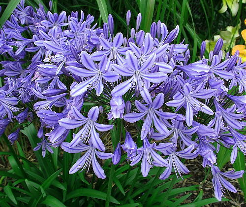 New agapanthus star gazer - ,